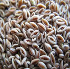 PSYLLIUM SEED BLONDE WHOLE
